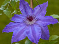 Clematis Damian IMG_3793 Powojnik